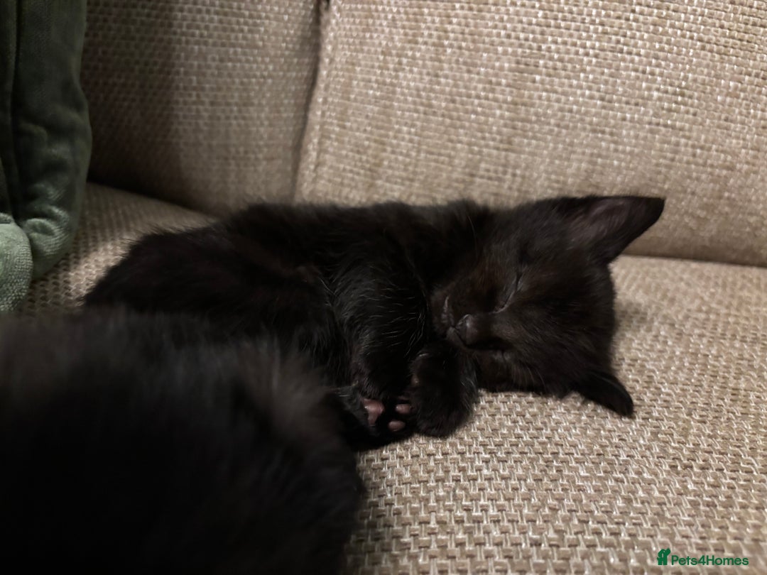 British Shorthair cats for sale: 4 kittens for sales  - Advert 8