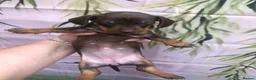 Dachshund dogs for sale: Miniature dutch hound, puppies  - Advert 11