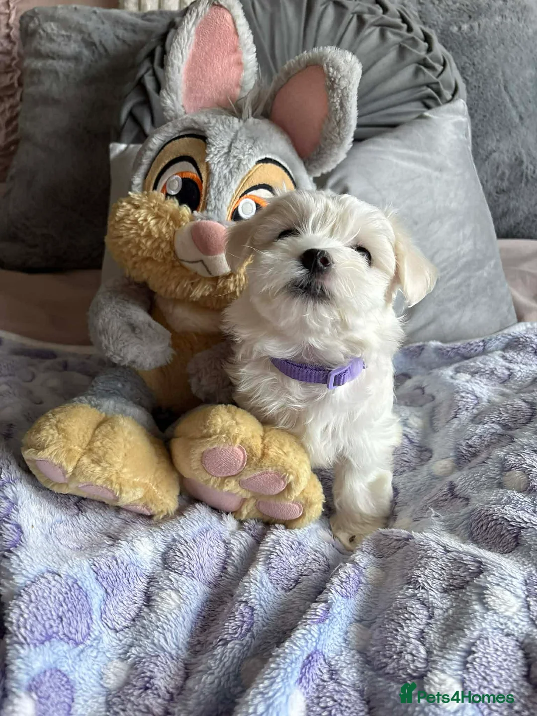 Maltese dogs for sale: Gorgeous tiny Korean Maltese puppies 🐶  - Advert 11