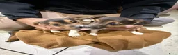 Jack Russell dogs for sale: Traditional Jack Russell Puppies - Advert 7