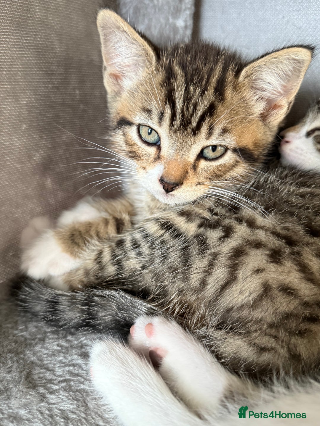 Mixed Breed cats for sale: 🐾 Adorable Kittens Looking for Loving Homes! 🐾 - Image 26