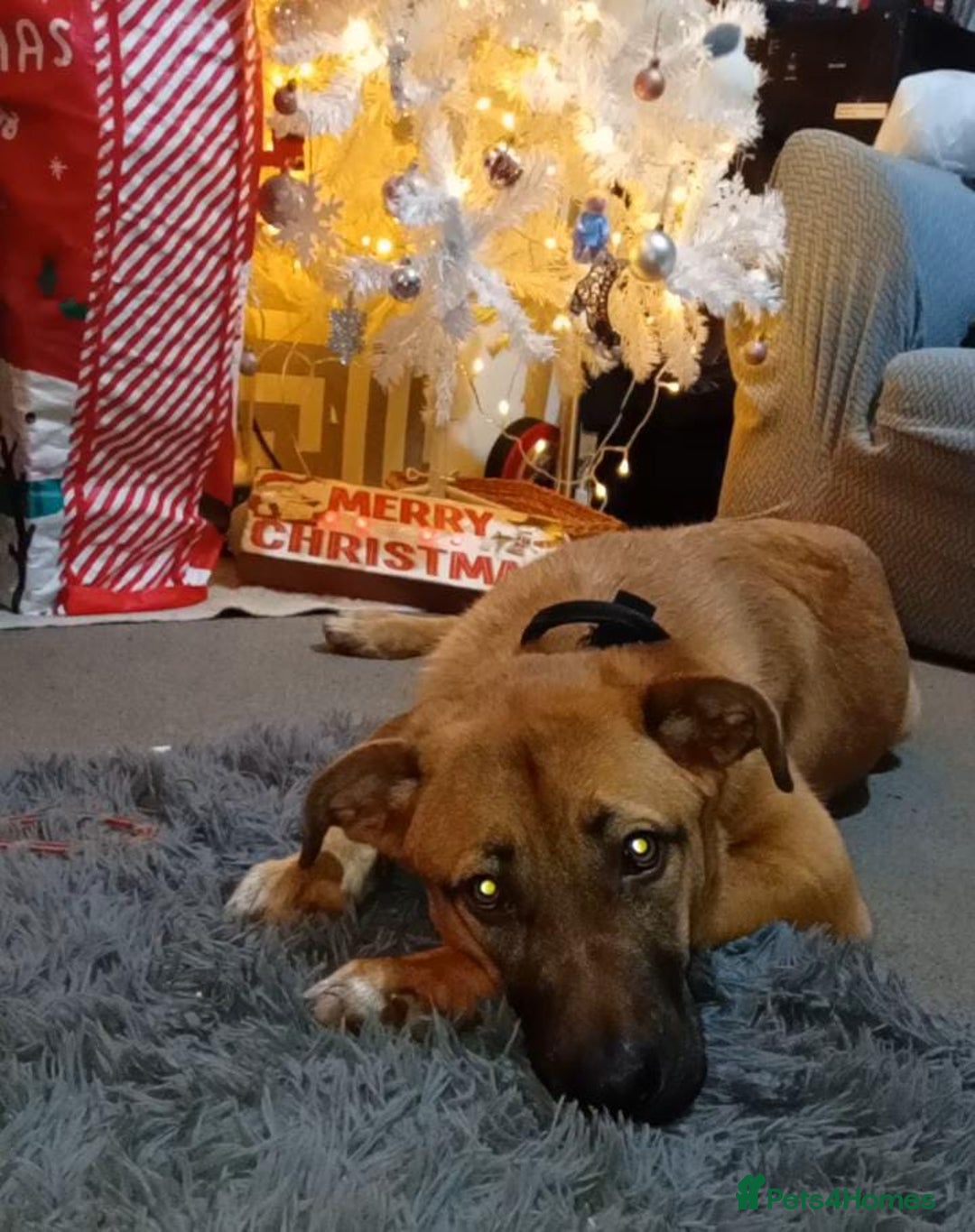 Mixed Breed dogs for sale: 7 month german shepherd X dogue de bordeaux  - Advert 4