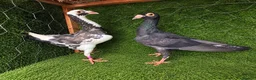 Pigeons birds for sale: Beautiful Quality Pigeons Healthy & Well Cared For - Advert 11