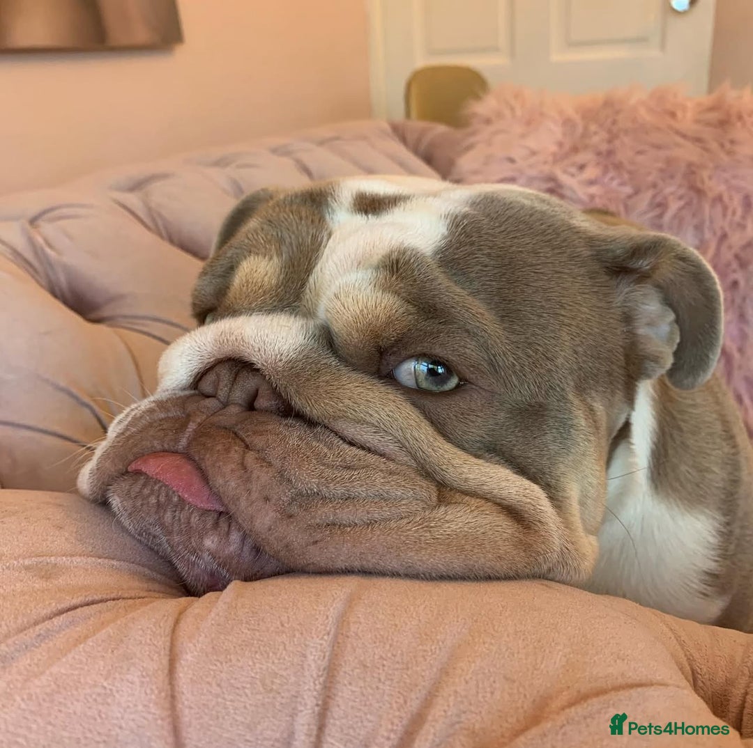 English Bulldog dogs for stud: STUD LOUIS V - BULLDOG  - Image 6