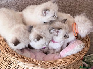 Ragdoll cats Special Ragdoll babies - Advert 3