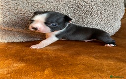 Boston Terrier dogs for sale: 🐾 Adorable Wildax Puppies! 🐾 - Image 11