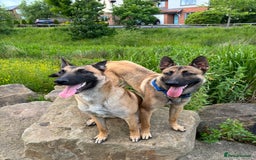 Belgian Shepherd Dog dogs for stud: Belgian malinois for stud  - Image 5