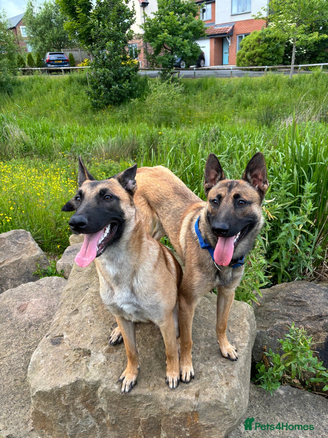Belgian Shepherd Dog dogs for stud: Belgian malinois for stud  - Image 5