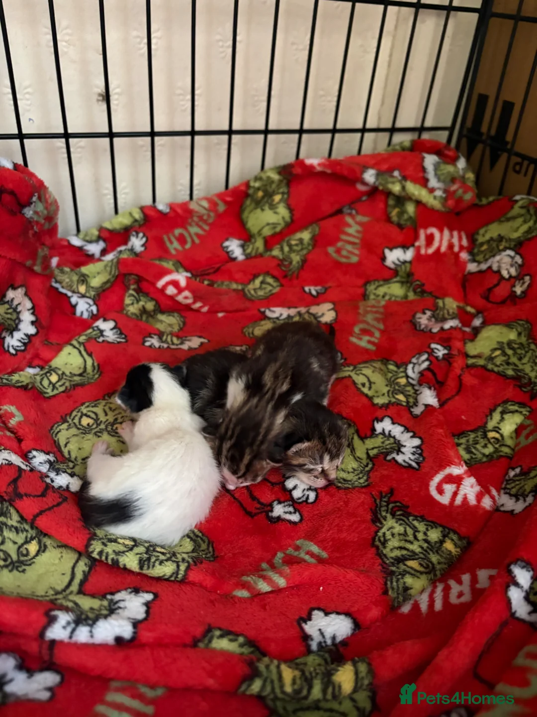 Mixed Breed cats for sale: Kittens for sale  - Advert 2