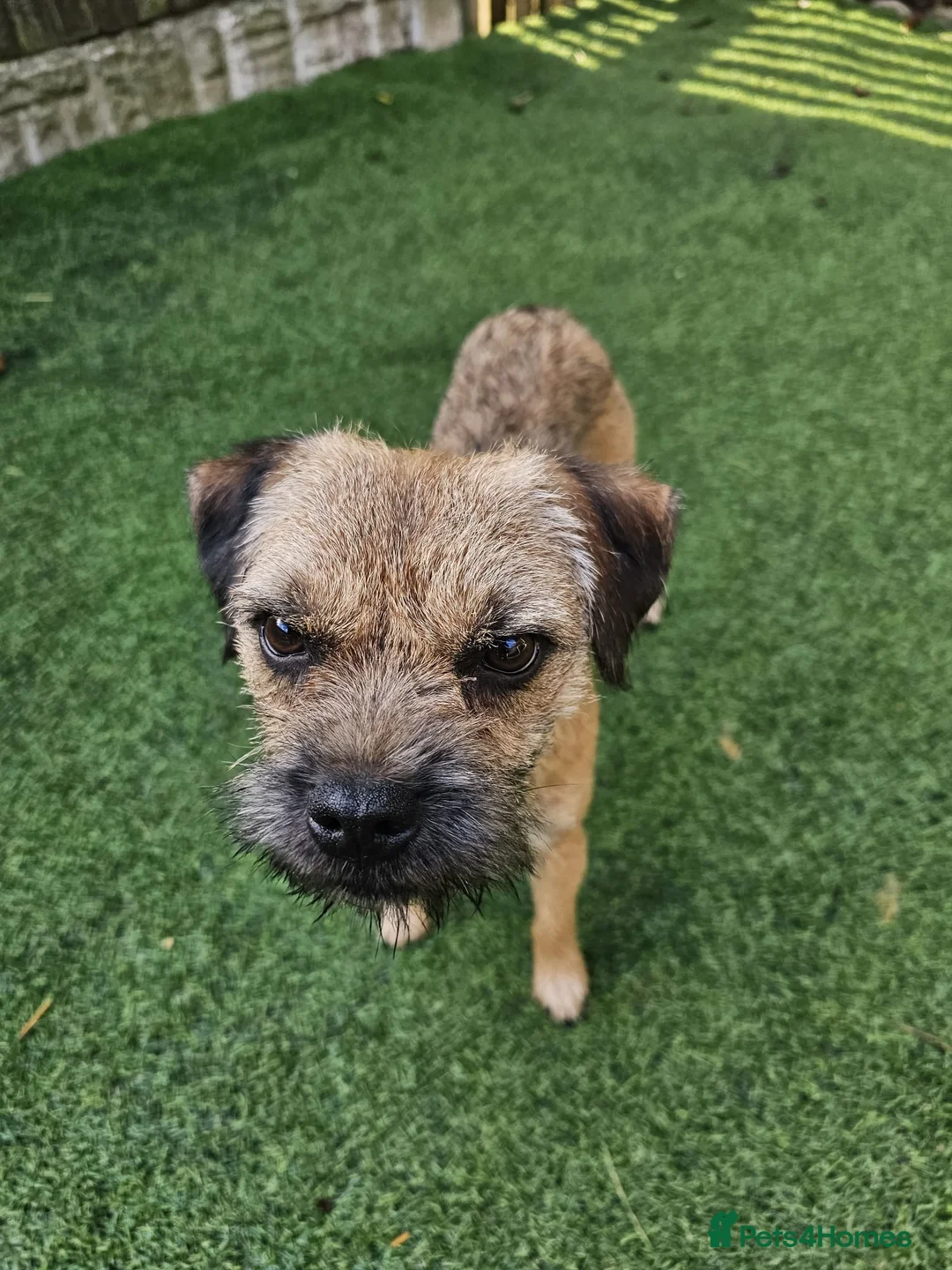 Border Terrier dogs for stud: KC SLEM clear Oxcroft border terrier proven stud in Chesterfield - Advert 9