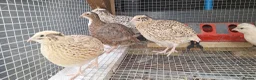 Mixed Breed livestock for sale: Quail  in Driffield - Advert 4