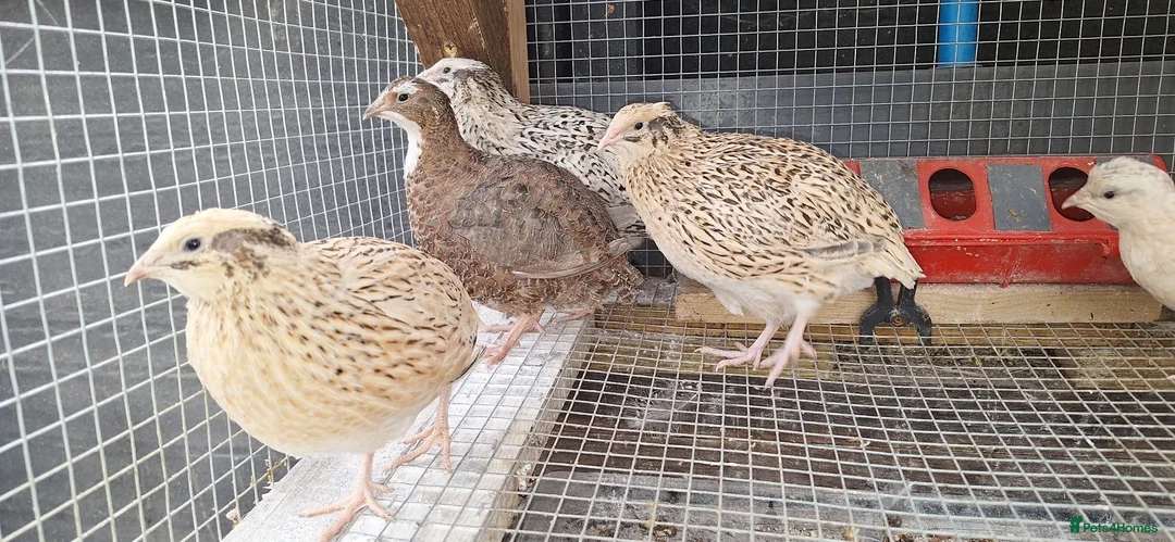Mixed Breed livestock for sale: Quail  in Driffield - Advert 4