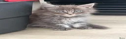 Mixed Breed cats for sale: Beautiful Maine coon cross kittens  - Advert 10