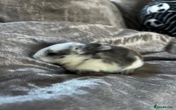 English rabbits for sale: Baby rabbits  - Image 4
