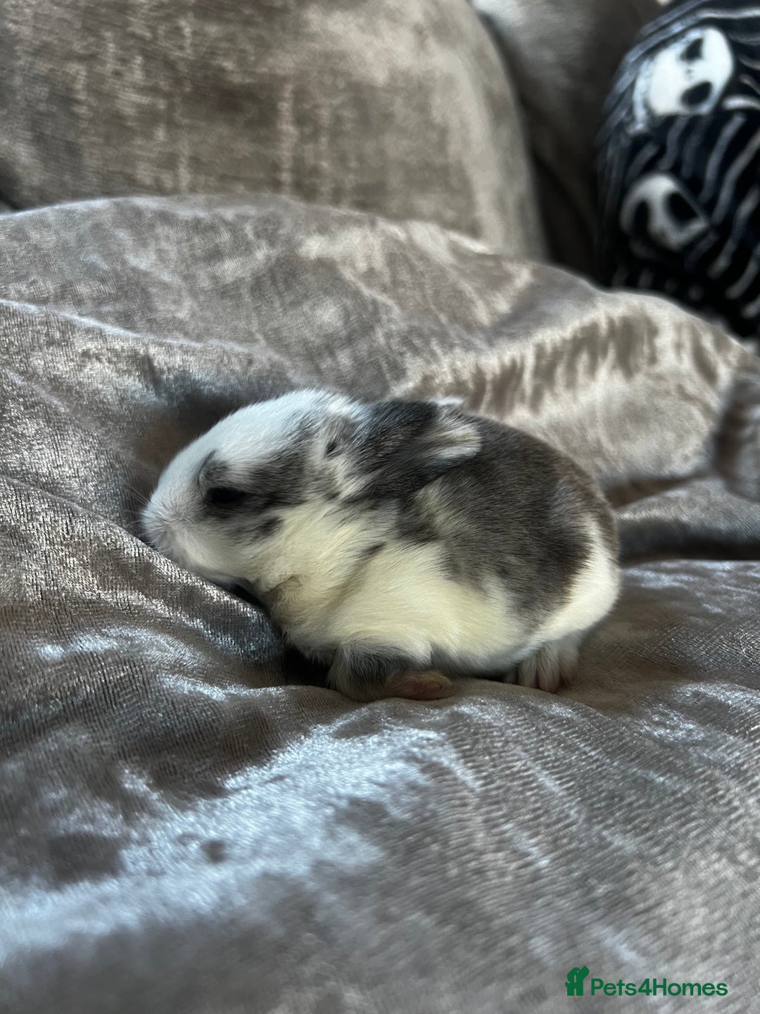English rabbits for sale: Baby rabbits  - Image 4