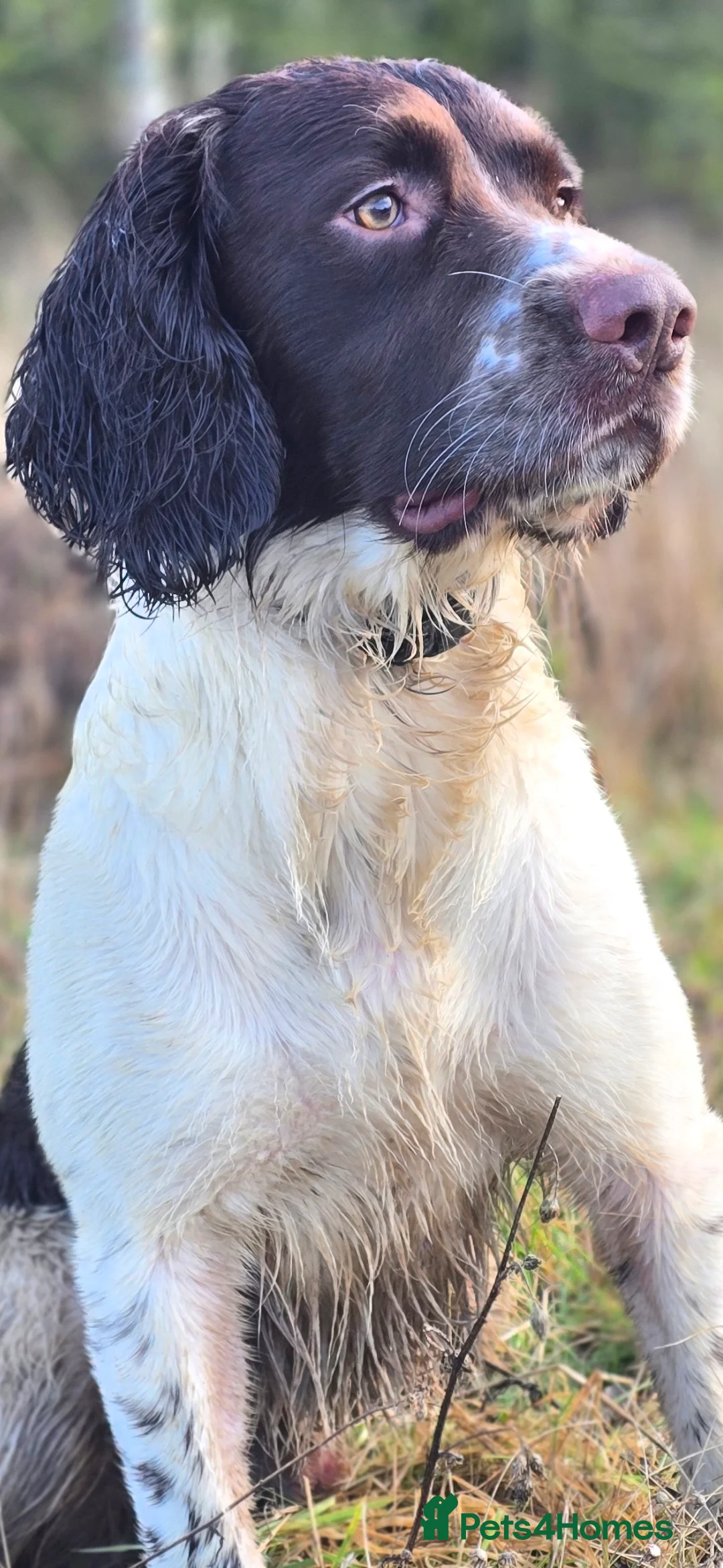 English Springer Spaniel dogs for stud: English Springer Spaniel at Stud  - Advert 1