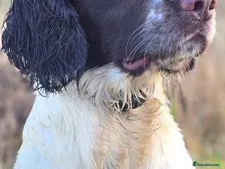 English Springer Spaniel dogs English Springer Spaniel at Stud - Advert 4