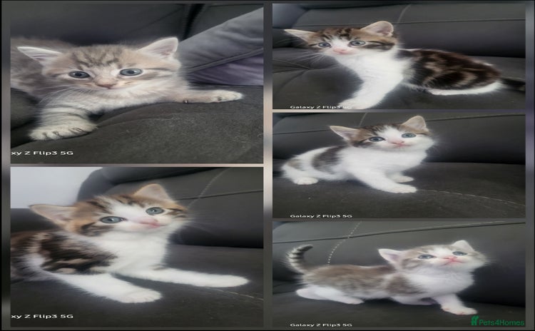 Domestic Shorthair cats - Advert 4