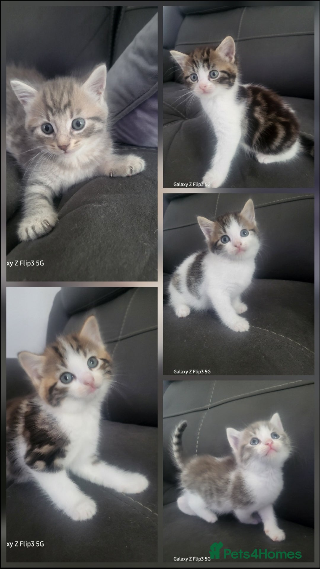 Domestic Shorthair cats for sale: Mixed litter domestic shorthair - Image 1