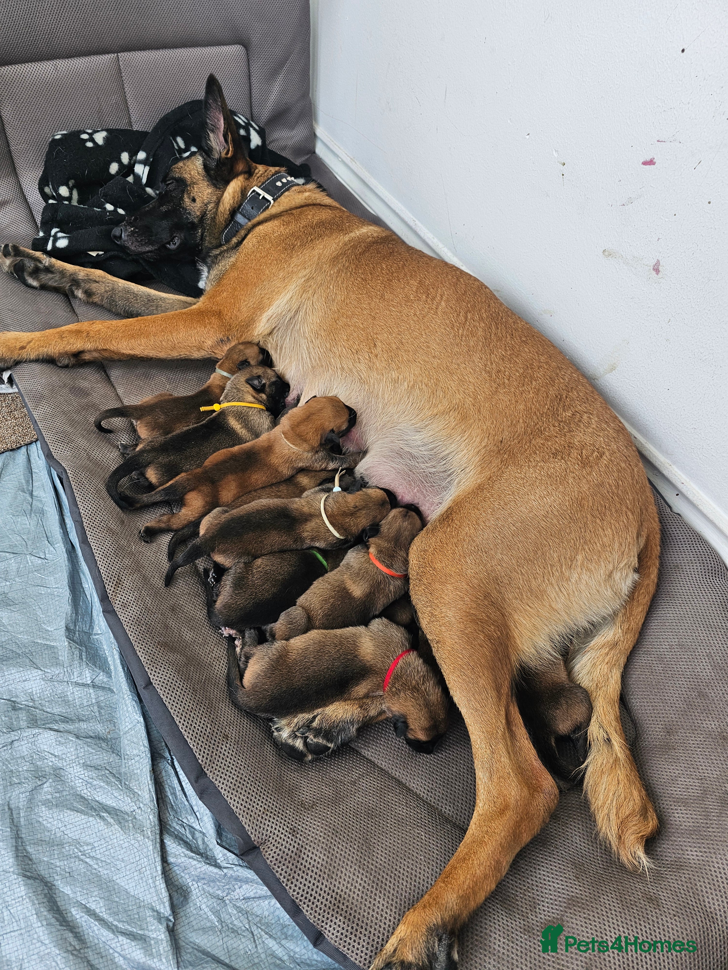 Belgian Shepherd Dog dogs Krowned_k9 Belgian malinois Puppies  - Advert 1