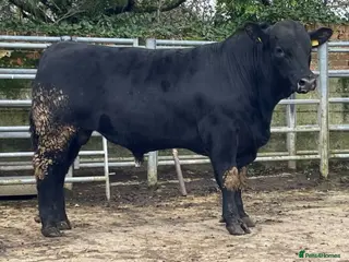 Cows & Bulls livestock Bull fg - Advert 9