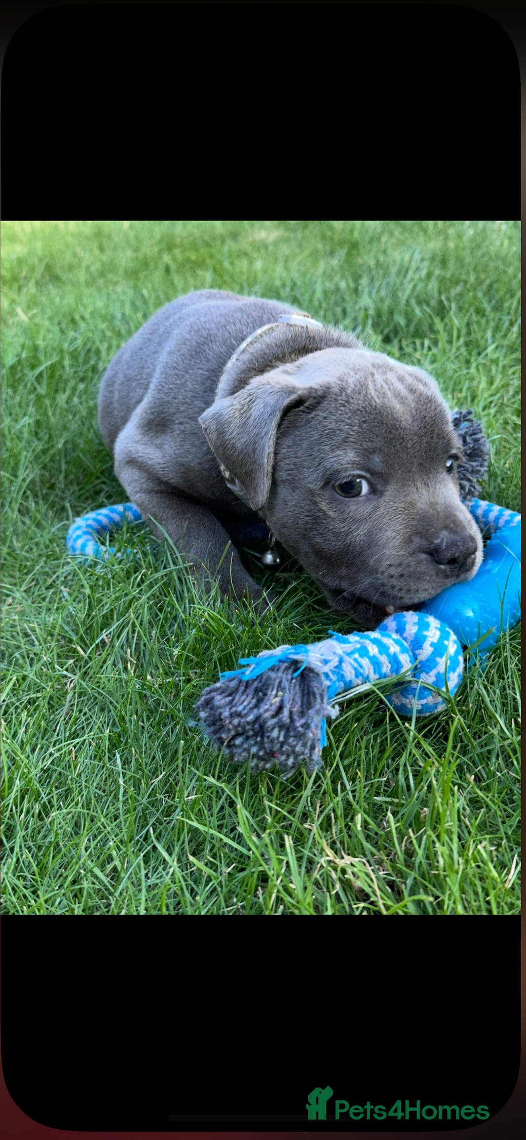 Staffordshire Bull Terrier dogs for sale: Blue Staffordshire bull terrier  - Image 27