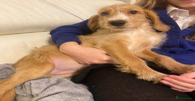 Labradoodle dogs Medium size Australian Labradoodles  show cocker  - Advert 13