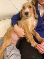 Labradoodle dogs Medium size Australian Labradoodles show cocker - Advert 13