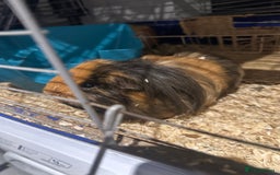 Guinea Pig rodents for sale: Male guinea pigs - Image 6