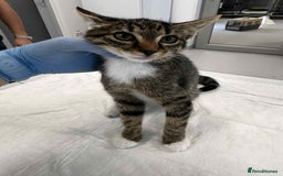 Mixed Breed cats for adoption: Stripes for adoption - Image 11