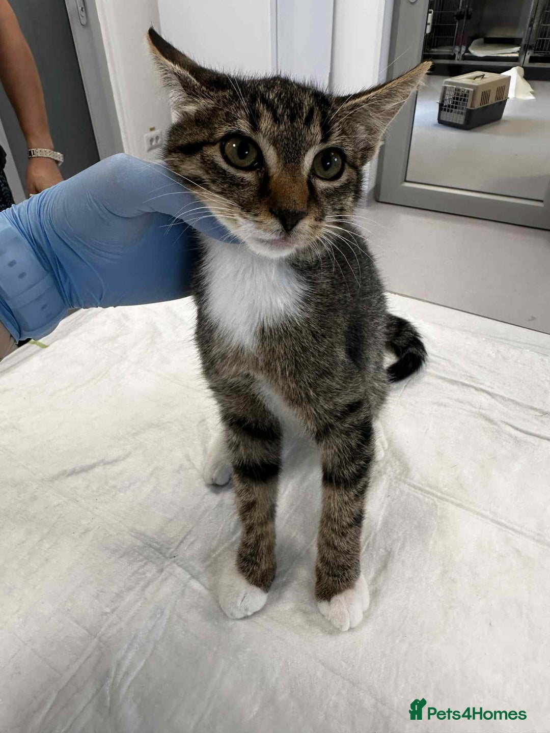 Mixed Breed cats for adoption: Stripes for adoption - Image 11