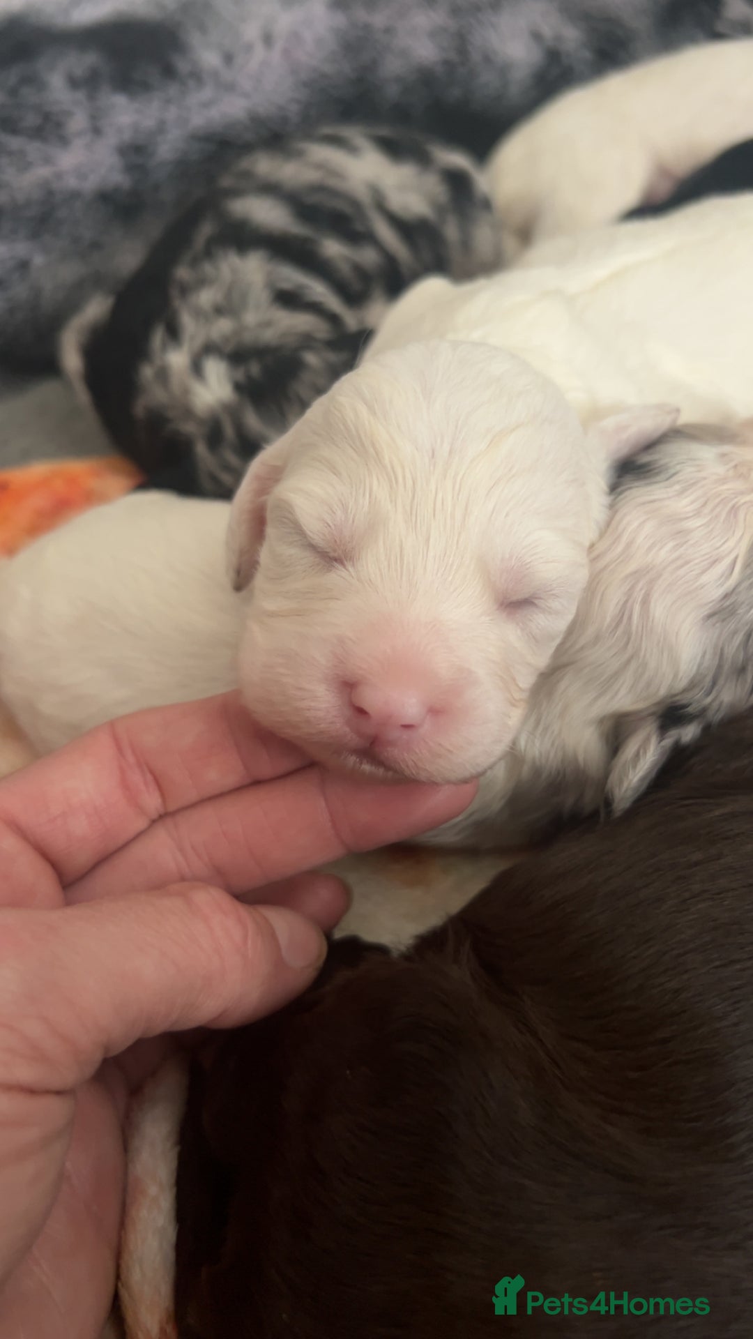 Cockapoo dogs for sale: Multi-Gen Cockapoo Puppies for sale.  - Image 3