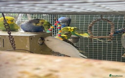 Budgerigars birds for sale: Adorable budgies and cages for sale  - Image 12