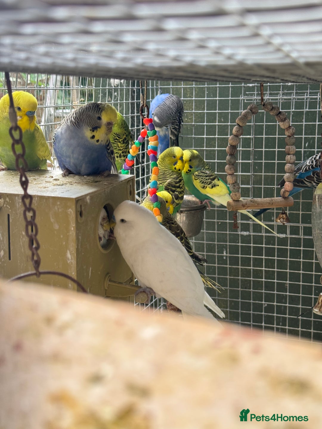 Budgerigars birds for sale: Adorable budgies and cages for sale  - Image 12
