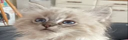Ragdoll cats for sale: Beautiful fluffy Ragdoll kittens - Advert 5