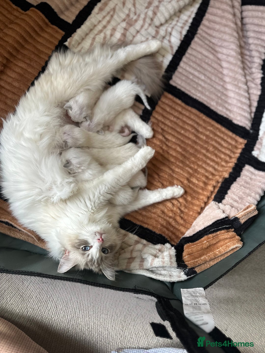 Ragdoll cats for sale: GCCF Registered Ragdoll Kittens Available! 🐾 in Taunton - Image 11