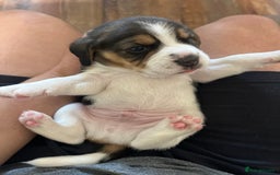 Beagle dogs for sale: Gorgeous beagles KC registered  - Image 3