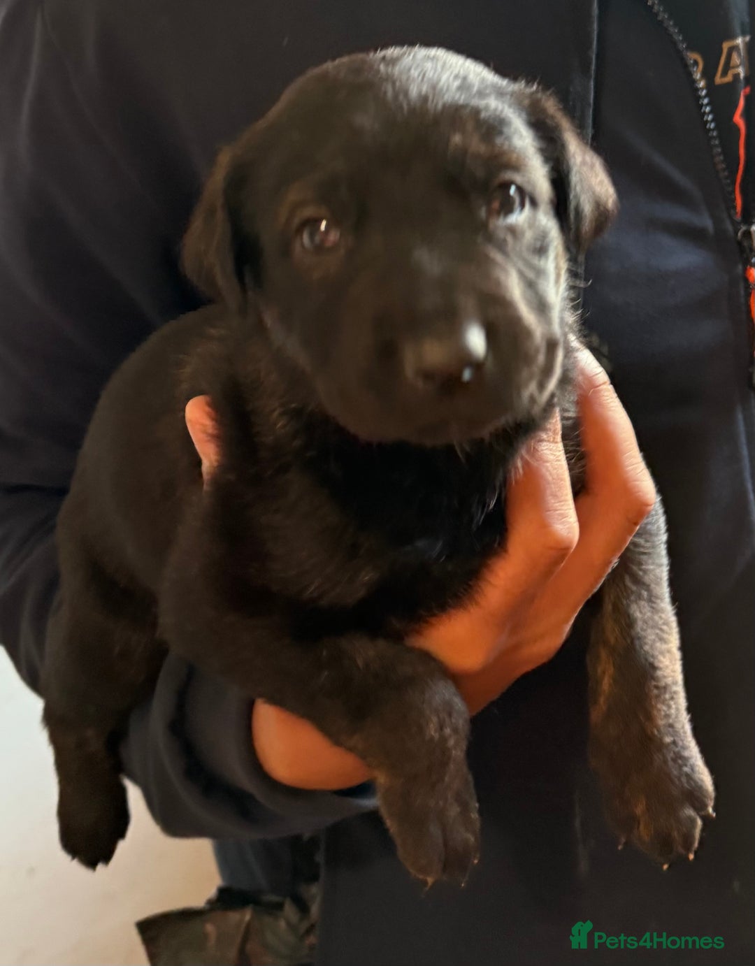 Belgian Shepherd Dog dogs for sale: Belgian Malinois Dutch shepherd pups 5 wks old - Advert 7