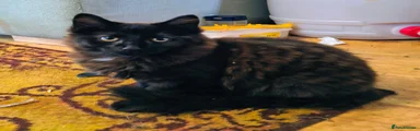 Mixed Breed 3