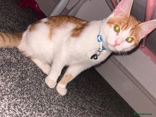 Domestic Shorthair cats Domestic short hair male - Advert 3