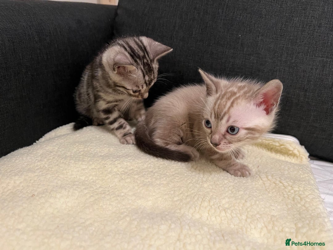 Bengal cats for sale: 🐾 TICA Registered Bengal Kittens  - Advert 29