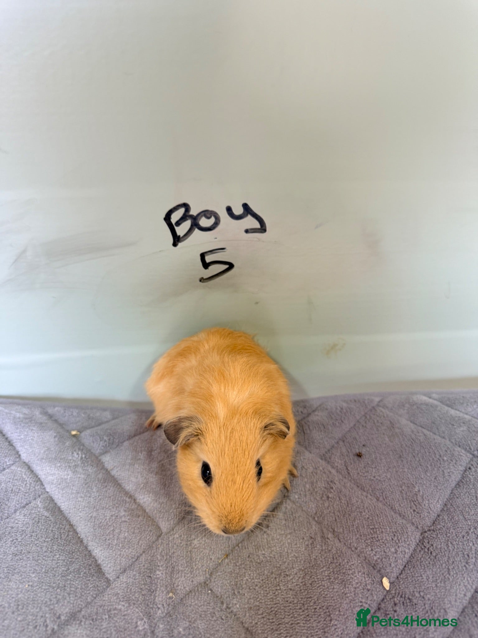Guinea Pig rodents Guinea pigs for sale  - Advert 1