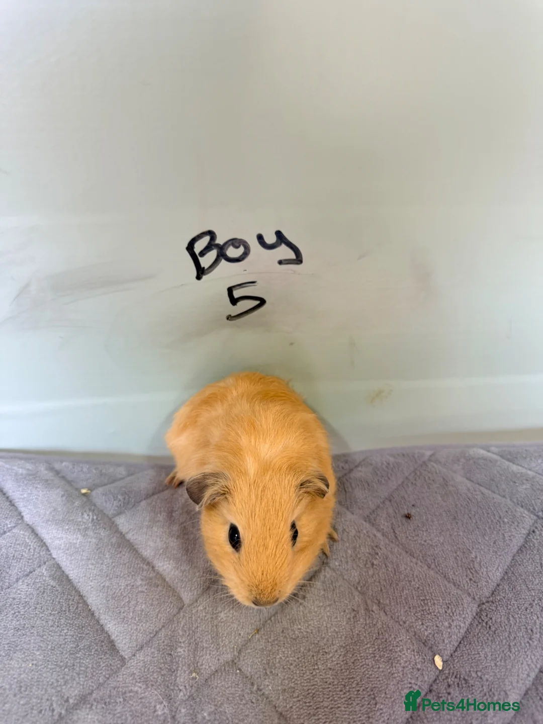 Guinea Pig rodents for sale: Guinea pigs for sale  - Advert 1
