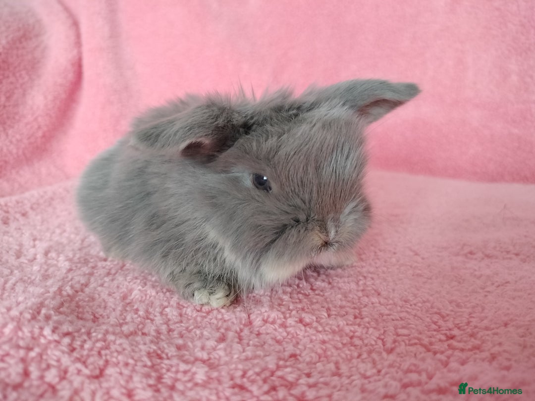 Mini Lop rabbits for sale: Baby mini lops for sale  - Advert 13