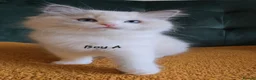 Ragdoll cats for sale: Show quality kittens ready 22nd - Advert 4