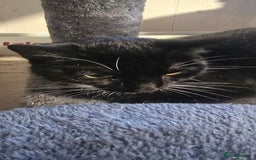 Domestic Shorthair cats for sale: Mum & kitten, black short haired  to rehome - Image 4