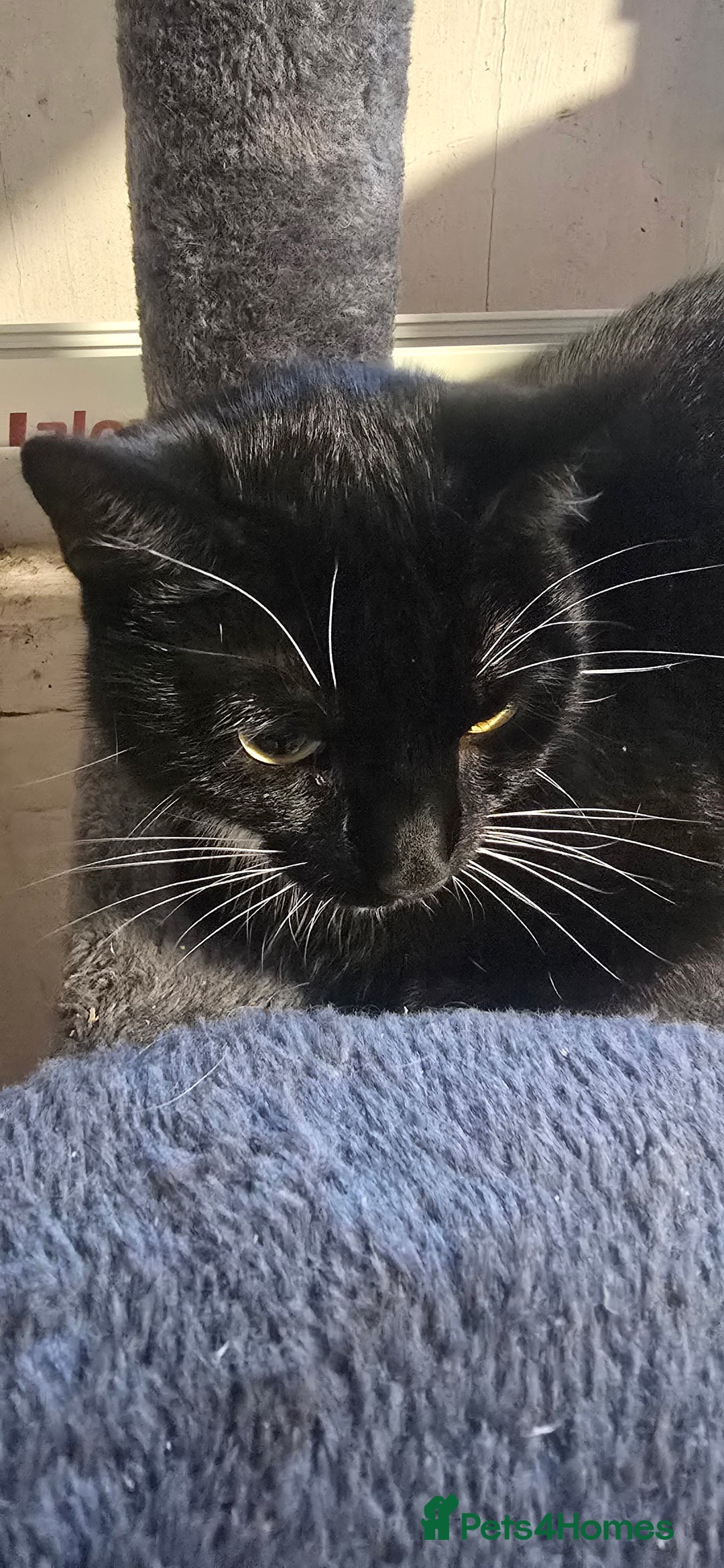 Domestic Shorthair cats for sale: Mum & kitten, black short haired  to rehome - Image 4