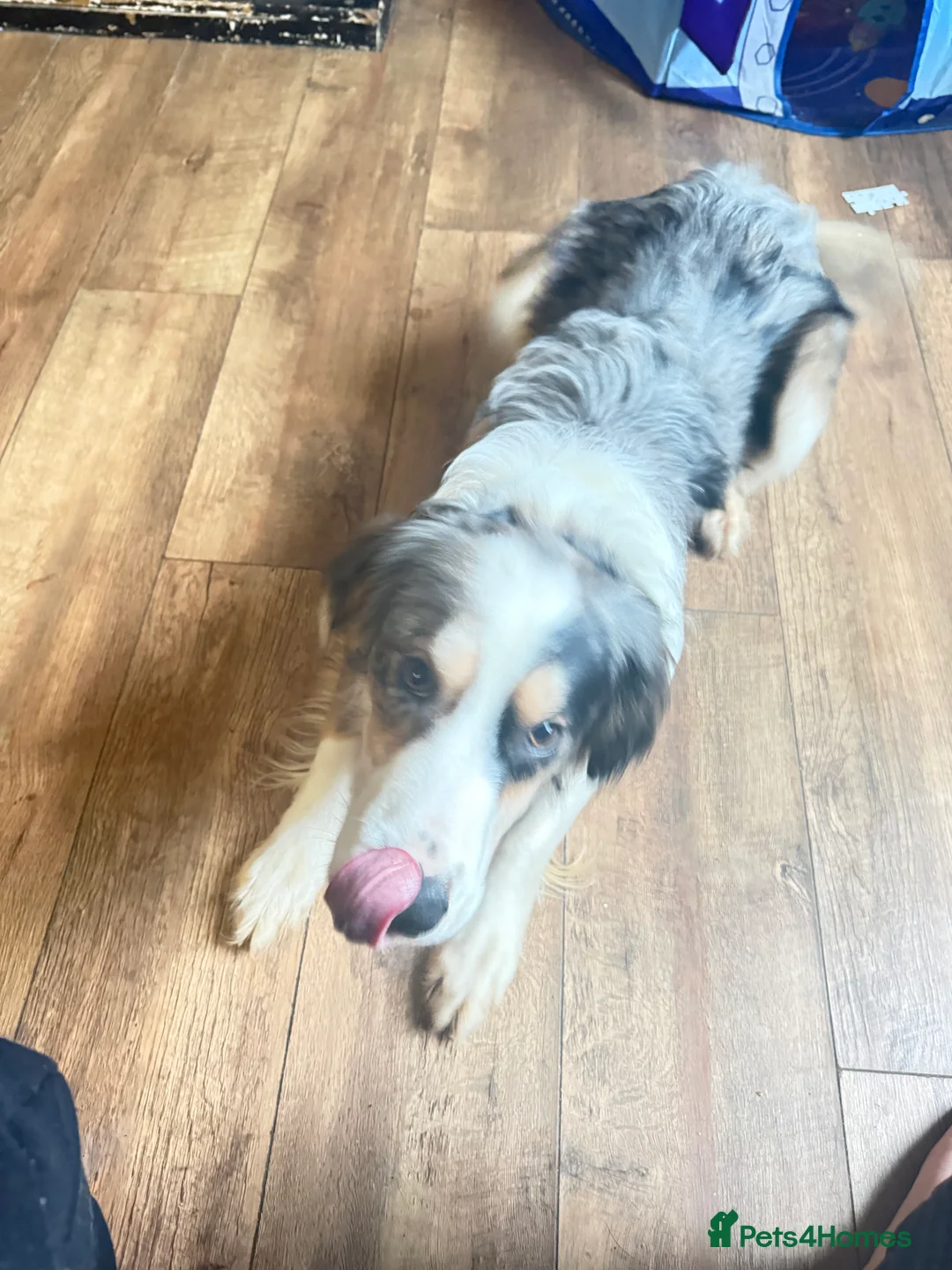 Mixed Breed dogs for sale: cocker spaniel boarder collie mix  - Advert 4