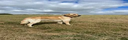 Golden Retriever dogs for stud: Available for stud from January  in Salisbury - Advert 2