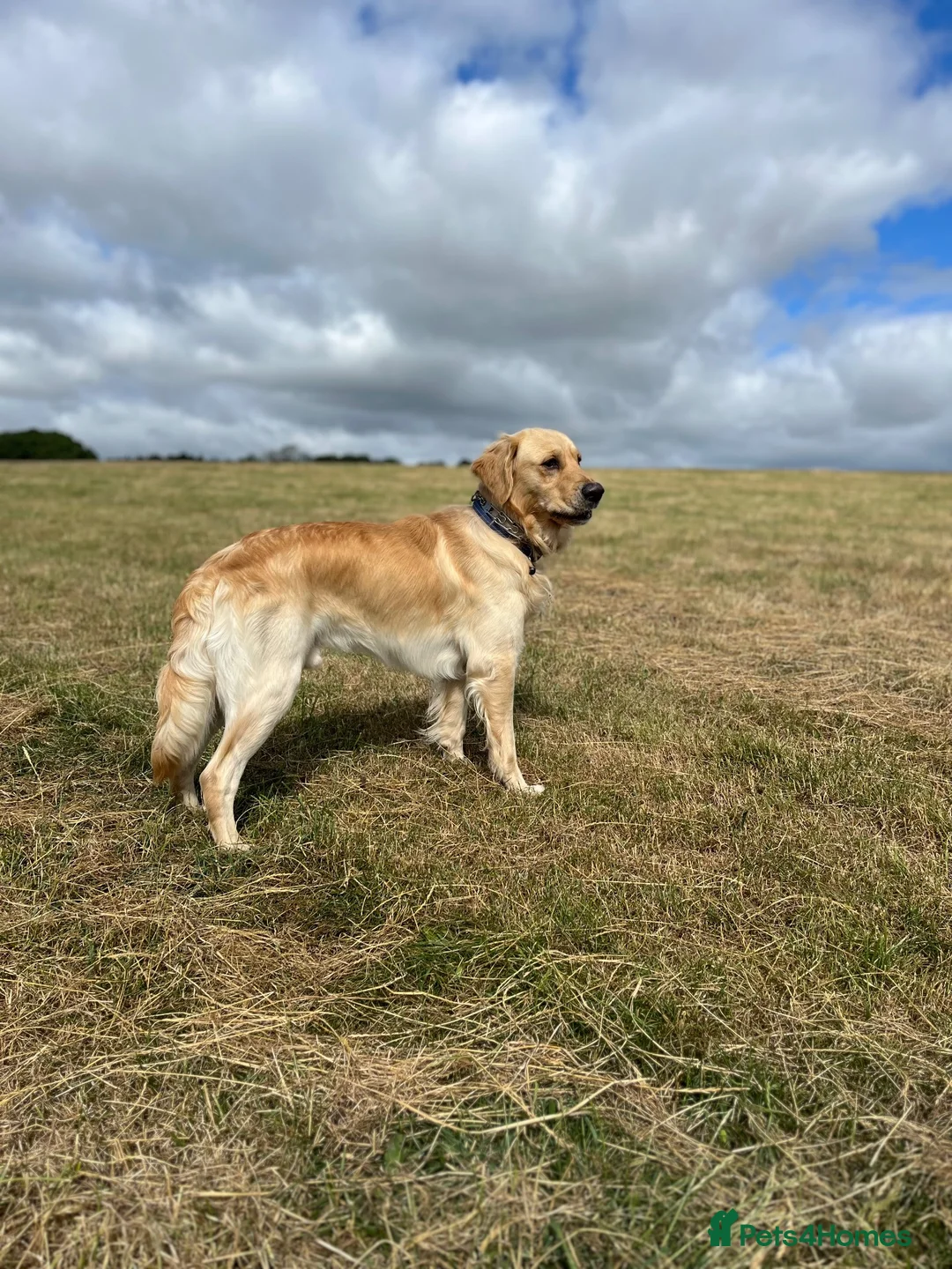 Golden Retriever dogs for stud: Available for stud from January  in Salisbury - Advert 2